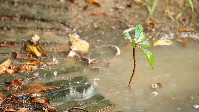 砖路的背景与雨滴视频素材