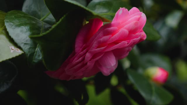 日本茶花的特写视频素材