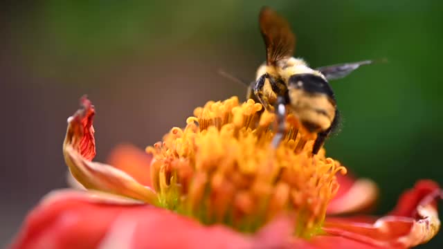 昆虫和鲜花视频素材