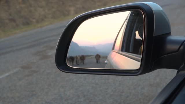 反射在汽车的镜子，全景的山，夕阳和行走的牛群视频下载