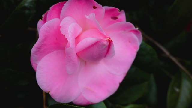 日本茶花的特写视频素材