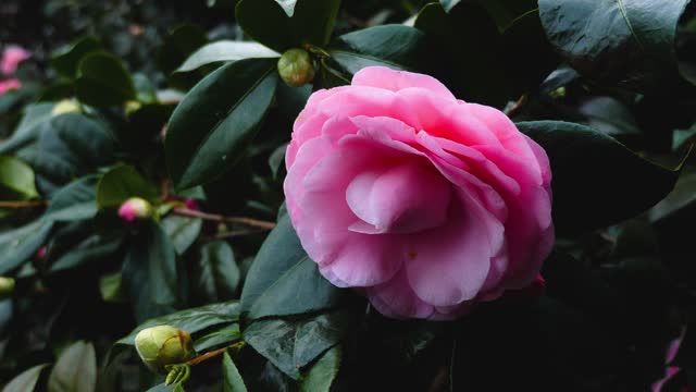 日本茶花的特写视频素材