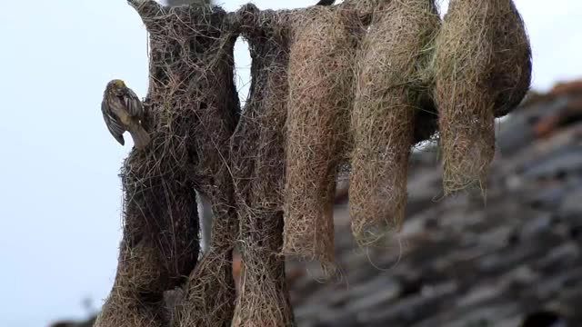 巴雅织布在雨季筑巢视频素材