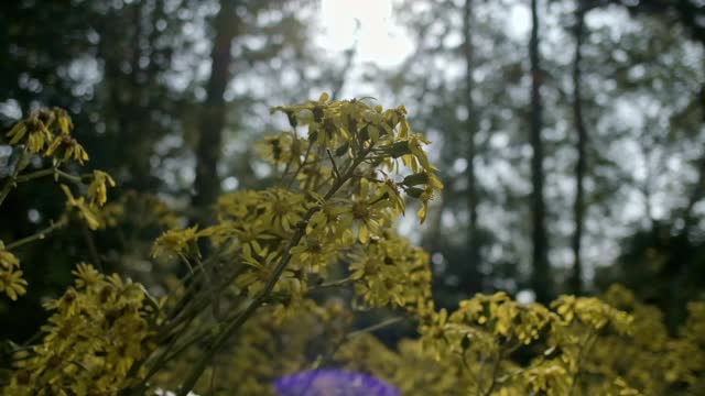 蜜蜂和蝴蝶在菊花中飞舞视频素材