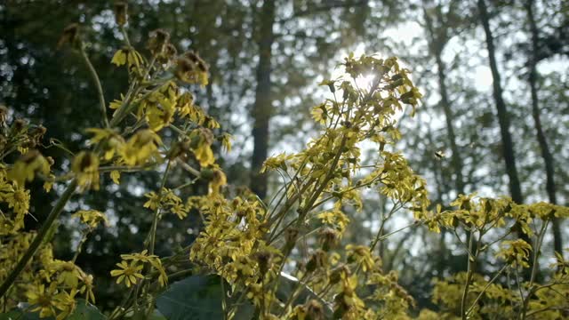 蜜蜂和蝴蝶在菊花中飞舞视频素材