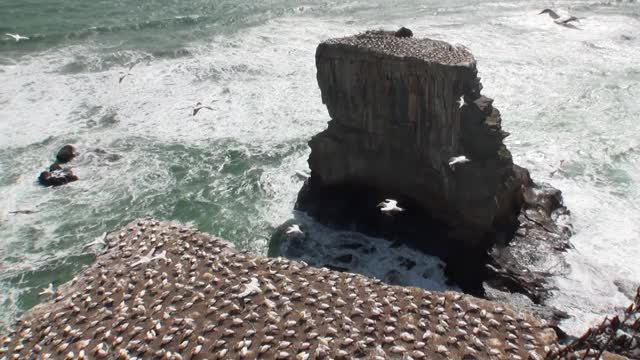 鸟类在海岸岩石上的背景在新西兰的海景。视频素材