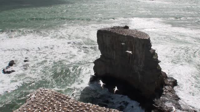 鸟类在海岸岩石上的背景在新西兰的海景。视频素材