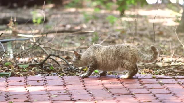 小猫中午在花园里玩视频下载