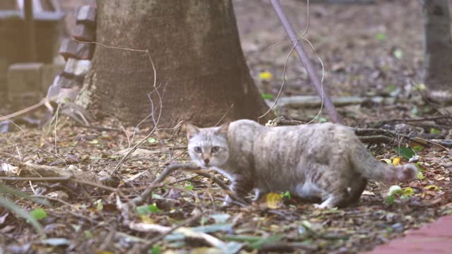 小猫中午在花园里玩视频下载