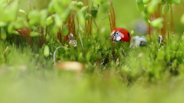 近距离野生动物瓢虫在绿色的草地在森林视频素材