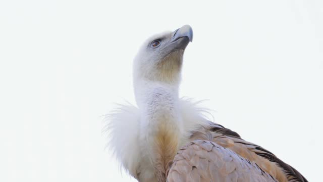 Griffon vulture (Gyps fulvus)是一种大型东半球秃鹫，属于猛禽科。它也被称为欧亚狮鹫。视频素材