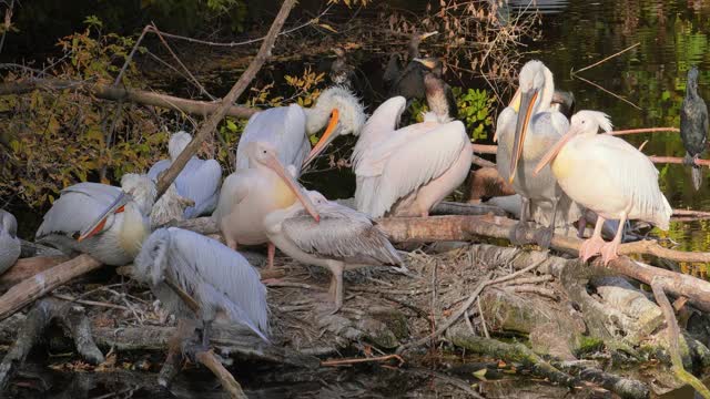 达尔马提亚鹈鹕(Pelecanus crispus)是鹈鹕家族中最大的成员，也许是世界上最大的淡水鸟类，尽管在重量和长度上可以与最大的天鹅媲美。视频素材