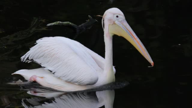 达尔马提亚鹈鹕(Pelecanus crispus)是鹈鹕家族中最大的成员，也许是世界上最大的淡水鸟类，尽管在重量和长度上可以与最大的天鹅媲美。视频素材