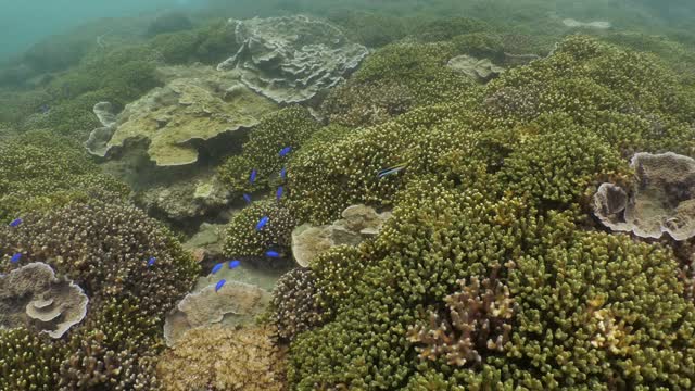 台湾澎湖群岛的彩色硬珊瑚礁视频素材