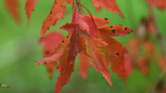 日本枫树的橙色叶子视频素材