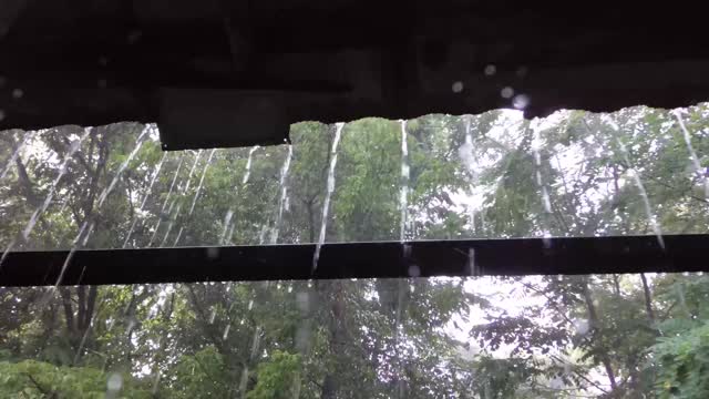 森林中的雨，背景视频视频下载