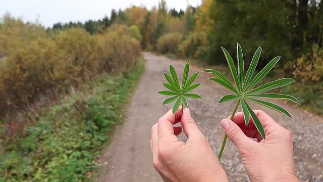 女孩羡慕美丽的羽扇豆叶子。在自然的背景下，女性的手为植物标本馆收集树叶。视频素材