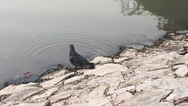 鸽子沿着运河沿着路走。视频素材