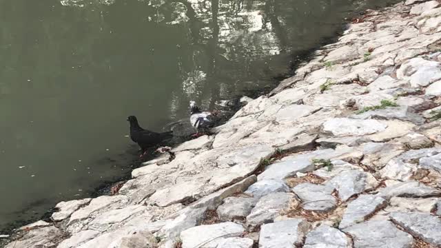 鸽子沿着运河沿着路走。视频素材