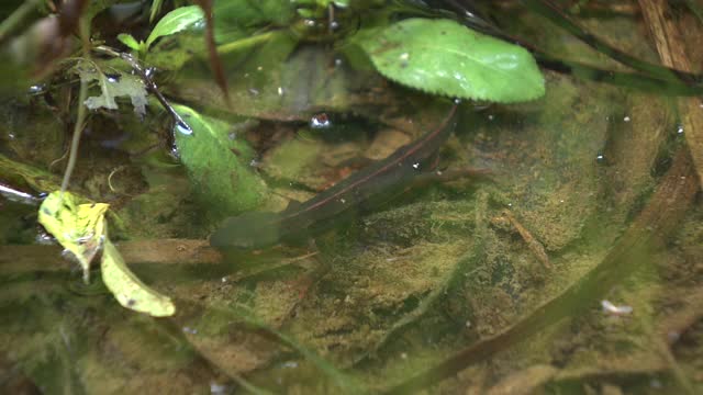 CU, Newt In Water，冲绳，日本视频素材