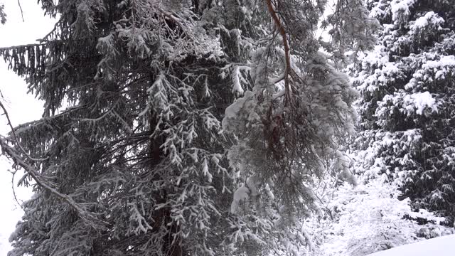 森林里飘落着鹅毛大雪。节日气氛视频素材