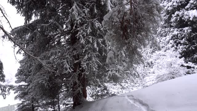 森林里飘落着鹅毛大雪。节日气氛视频素材