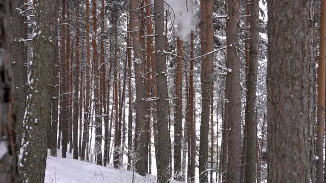 森林里飘落着鹅毛大雪。节日气氛视频素材