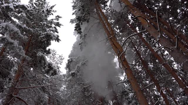 森林里飘落着鹅毛大雪。节日气氛视频素材