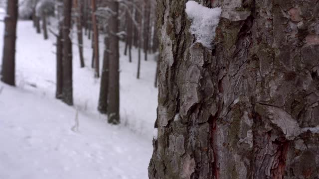 森林里飘落着鹅毛大雪。节日气氛视频素材