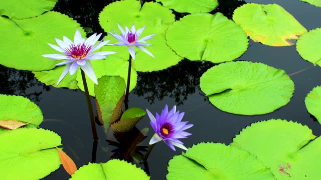 荷花、荷花、荷花在池塘里视频素材