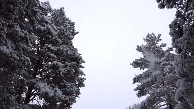 森林里飘落着鹅毛大雪。节日气氛视频素材