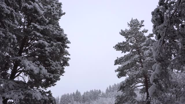 森林里飘落着鹅毛大雪。节日气氛视频素材