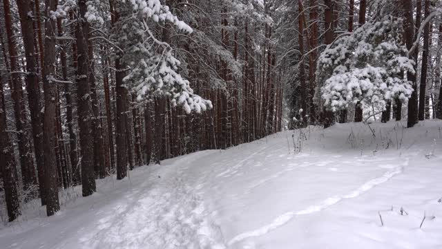 森林里飘落着鹅毛大雪。节日气氛视频素材