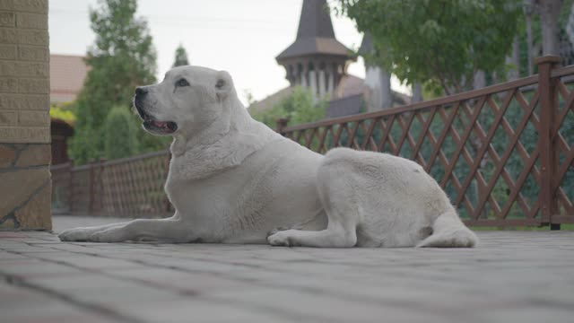 中亚大犬。可爱快乐的阿拉拜狗的肖像。Alabai品种。夏天的一天。视频素材