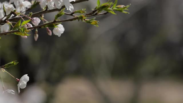 樱花视频素材