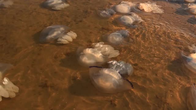 死去的水母在岸边游动。生态。风暴后的海洋生物视频素材