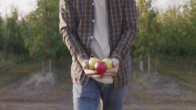 一名男园丁从自家花园里拿了一把新鲜成熟的苹果，来到镜头前，特写视频素材