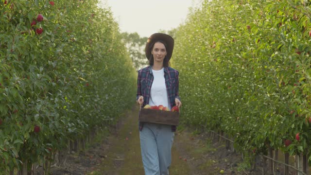 年轻女子扛着一箱新鲜采摘的苹果，在果园里走着许多成熟多汁的水果，慢镜头视频素材