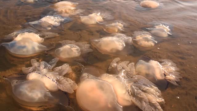 死去的水母在岸边游动。生态。风暴后的海洋生物视频素材