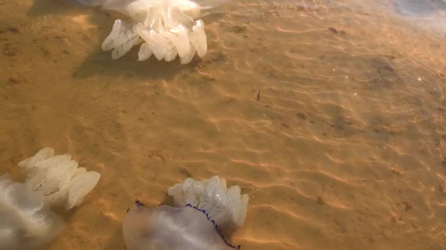 死去的水母在岸边游动。生态。风暴后的海洋生物视频素材