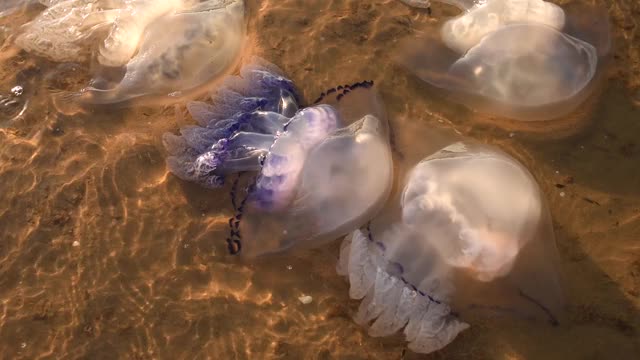 死去的水母在岸边游动。生态。风暴后的海洋生物视频素材