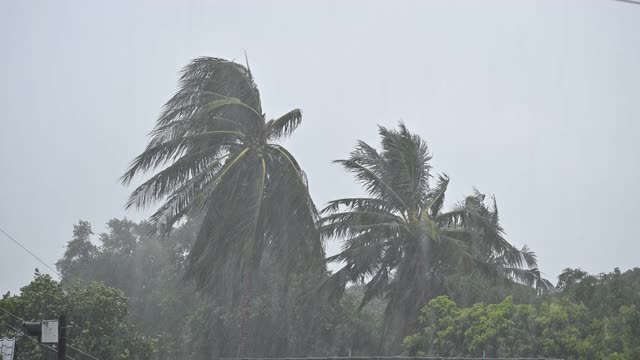 椰子树在风雨中吹拂视频素材