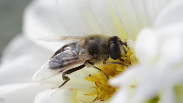蜜蜂给白花授粉。春天视频素材