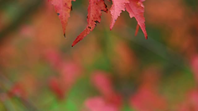 日本枫树的橙色叶子视频素材