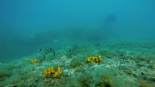 在珊瑚礁中有鱼群的海床视频素材