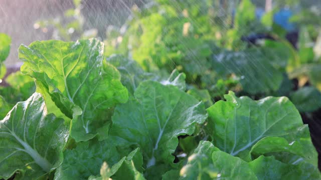 近距离喷洒生菜灌溉。后花园的耕作园艺概念。慢动作视频素材