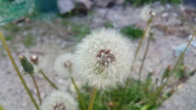 近景蒲公英(蒲公英)或吹球白色蓬松的植物在绿色的背景。视频素材