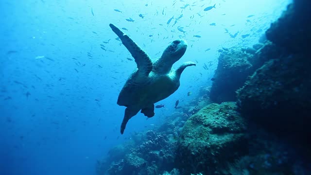 海龟在背景彩色珊瑚水下加拉帕戈斯海洋。视频素材