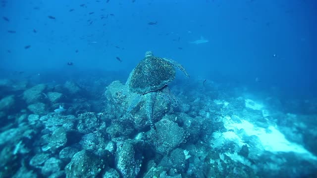 海龟在背景彩色珊瑚水下加拉帕戈斯海洋。视频素材