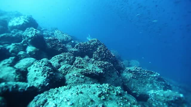 锤头鲨和海龟在太平洋水下。视频素材